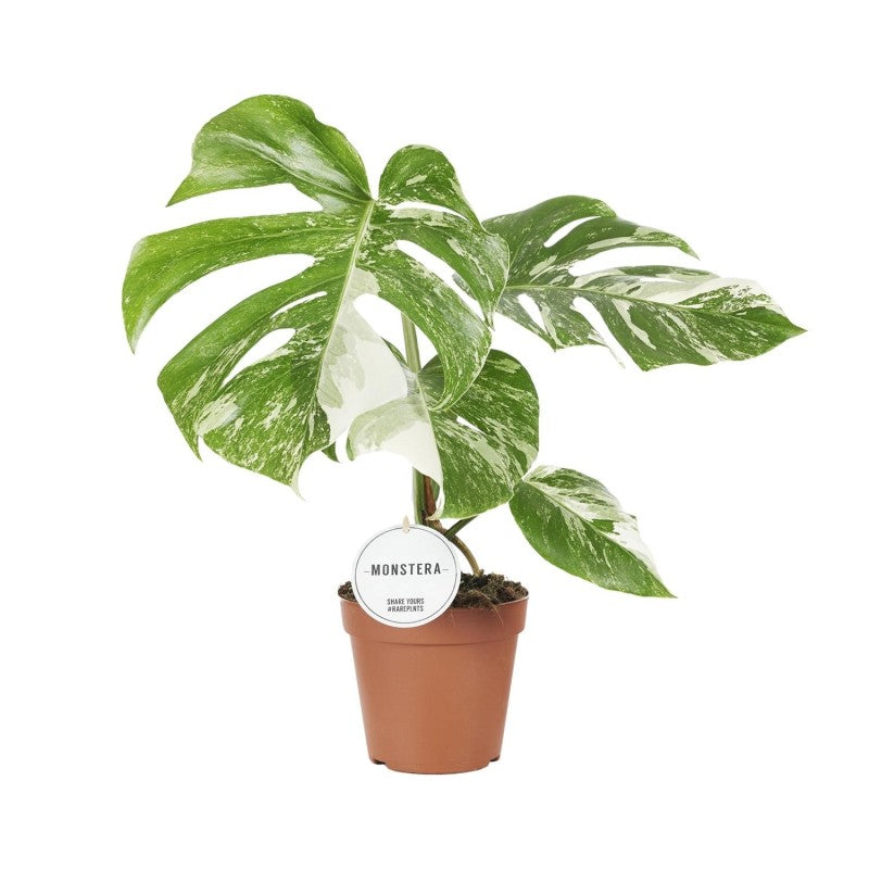 Μονστέρα - Monstera Deliciosa Variegata