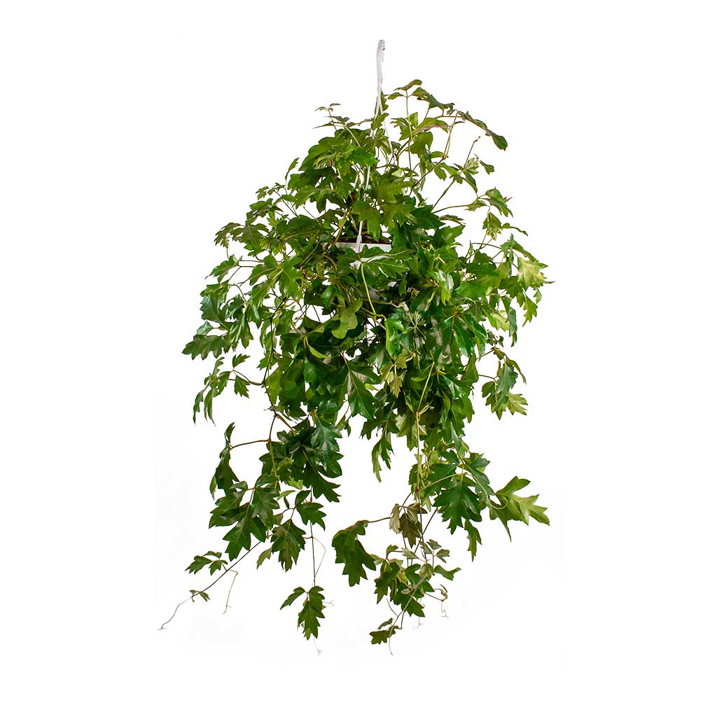 Κισσός- Cissus rhombifolia Ellen Dancia