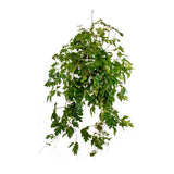 Κισσός- Cissus rhombifolia Ellen Dancia