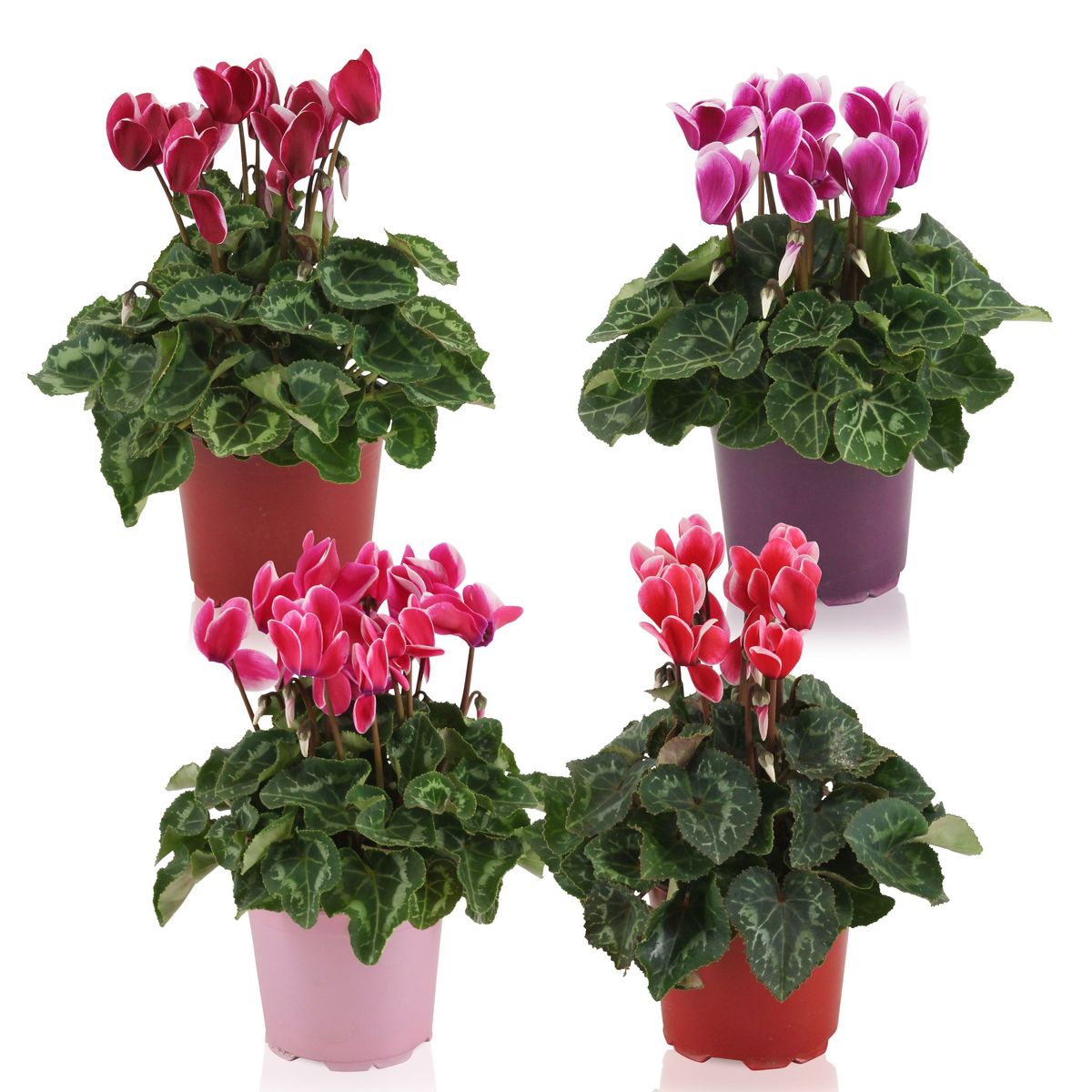 Κυκλάμινο- Cyclamen persicum