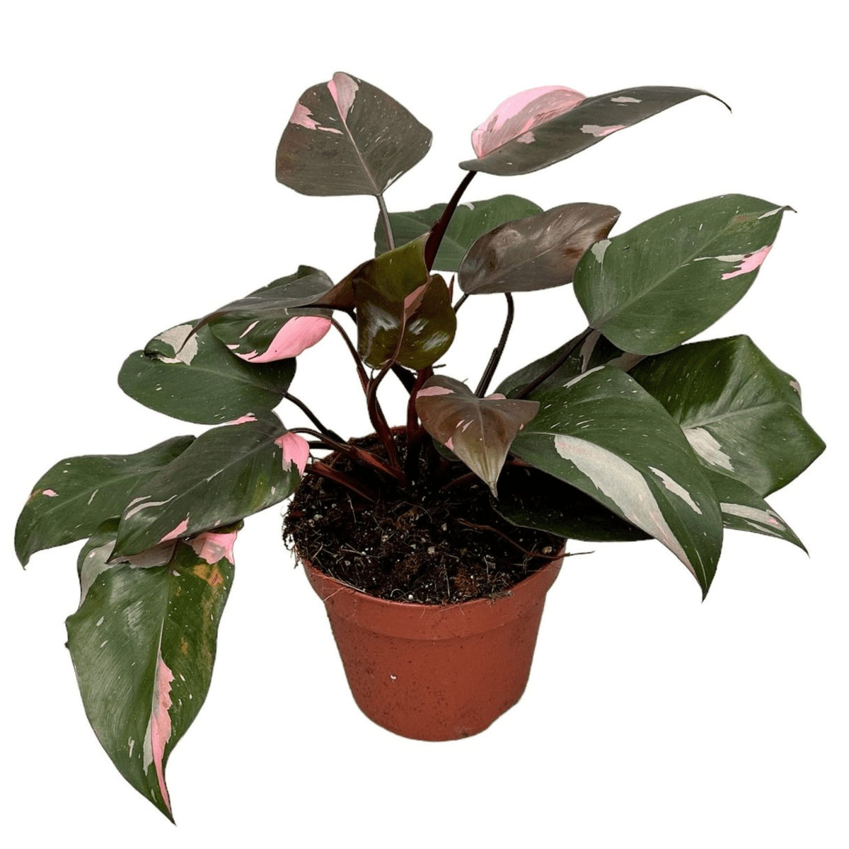 Φιλόδεντρο - Philodendron 'Pink Princess marble'
