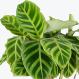 Καλαθέα - Calathea Zebrina