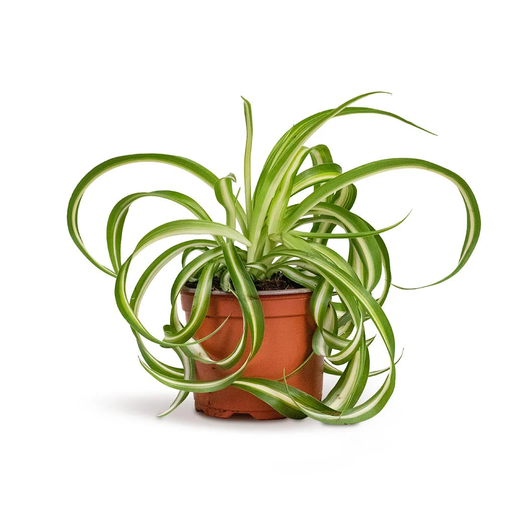 Χλωρόφυτο – Chlorophytum comosum Bonnie “Curly Spider”