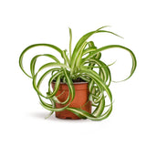 Χλωρόφυτο – Chlorophytum comosum Bonnie “Curly Spider”