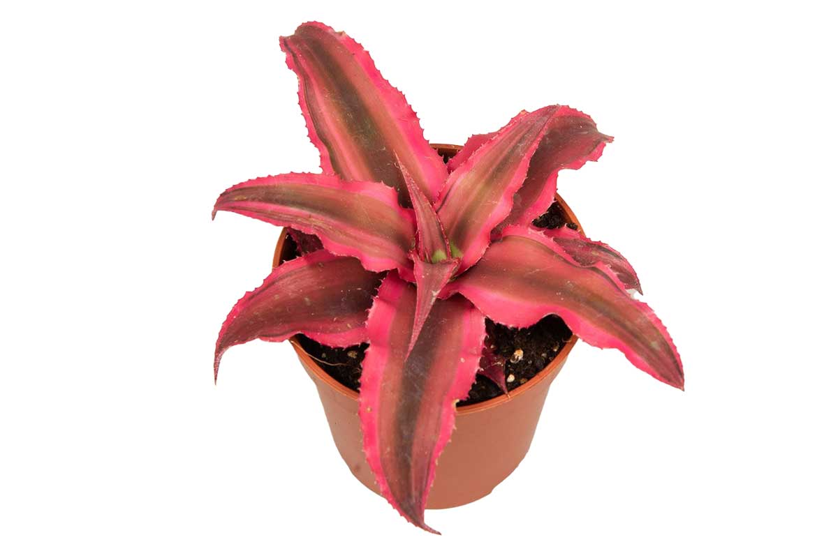 Cryptanthus 'rubin star'