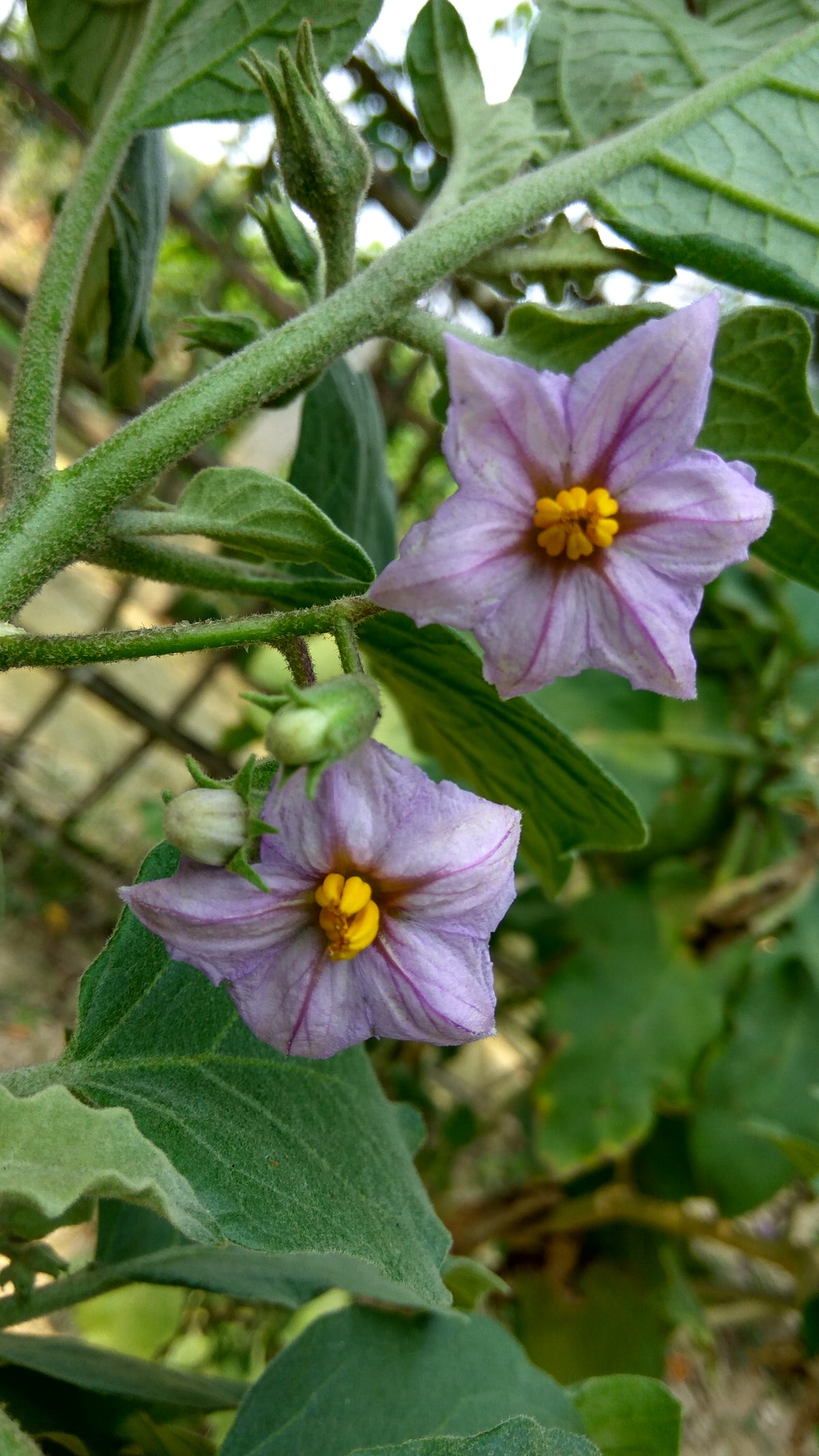 Μελιτζάνα Λαγκαδά - Solanum melongena