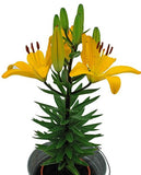 Λίλιουμ - Lilium Asiatic Yellow