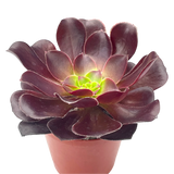 Αιώνιο - Aeonium Arboreum Velours