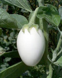 Μελιτζάνα Άσπρη - Solanum melongena