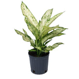 Διφενμπάχια - Dieffenbachia 'vesuvius'