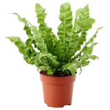 Ασπλένιουμ – Asplenium ‘crispy Wave’