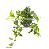 Πόθος - Εpipremnum hanging