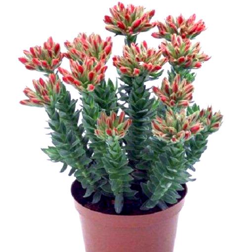Κρασούλα - Crassula coccinea