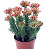 Κρασούλα - Crassula coccinea