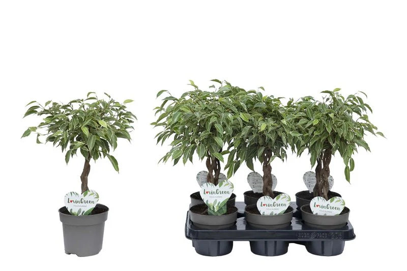 Φίκος – Ficus benjamina “Nina Gevlochten”