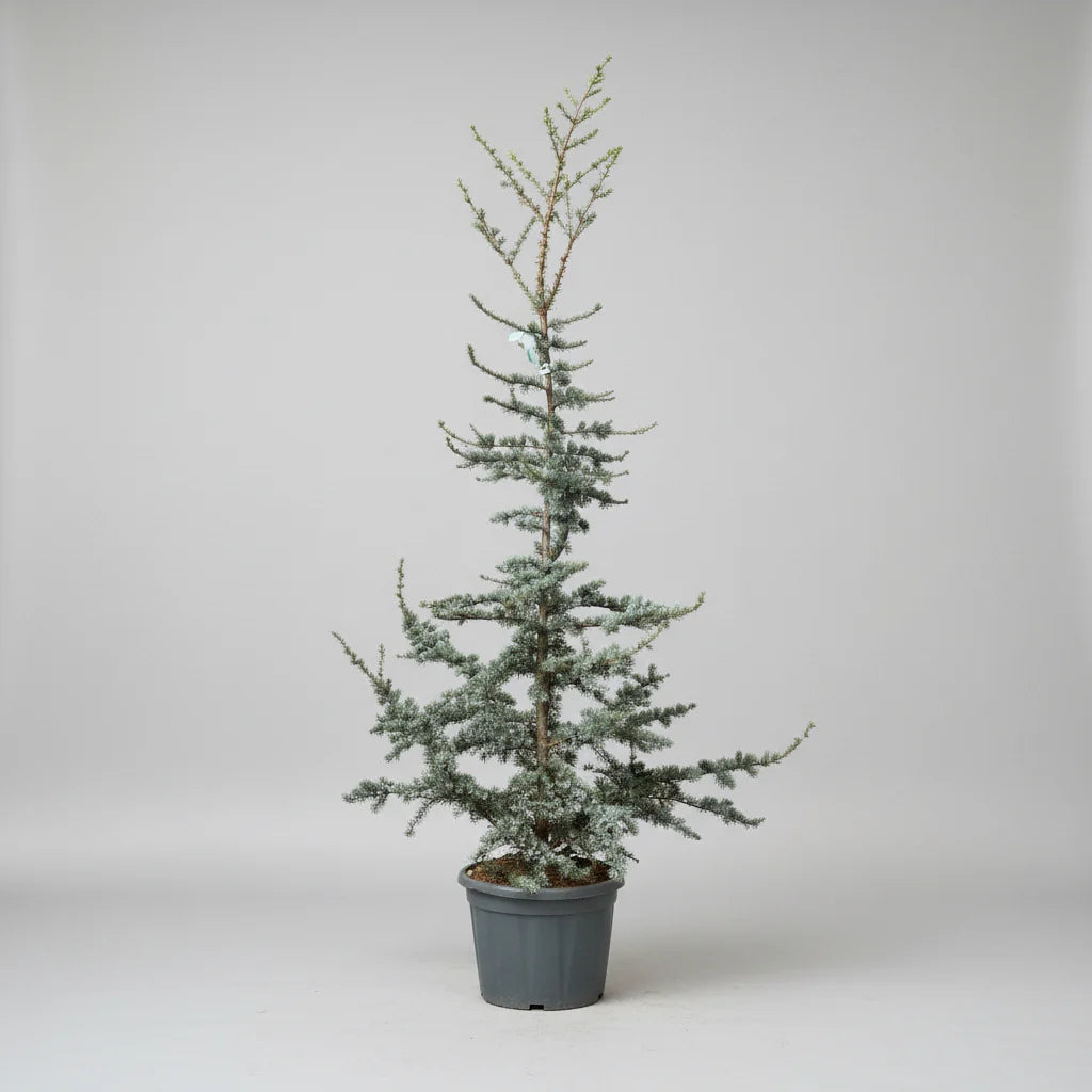 Κέδρος του Άτλαντα - Cedrus atlantica