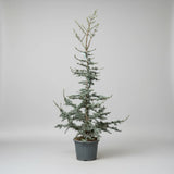 Κέδρος του Άτλαντα - Cedrus atlantica