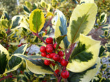 Ίλεξ – Ilex aquifolium