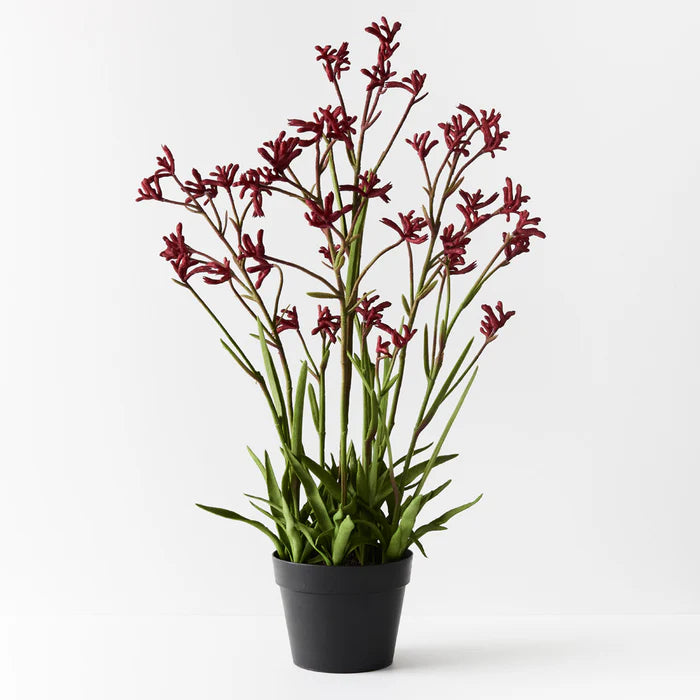 Ανιγόζανθος – Αnigozanthos kangaroo paw mix colors