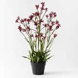 Ανιγόζανθος – Αnigozanthos kangaroo paw mix colors