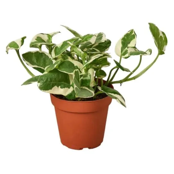 Πόθος – Epipremnum scindapsus  aureum Njoy
