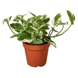 Πόθος – Epipremnum scindapsus  aureum Njoy