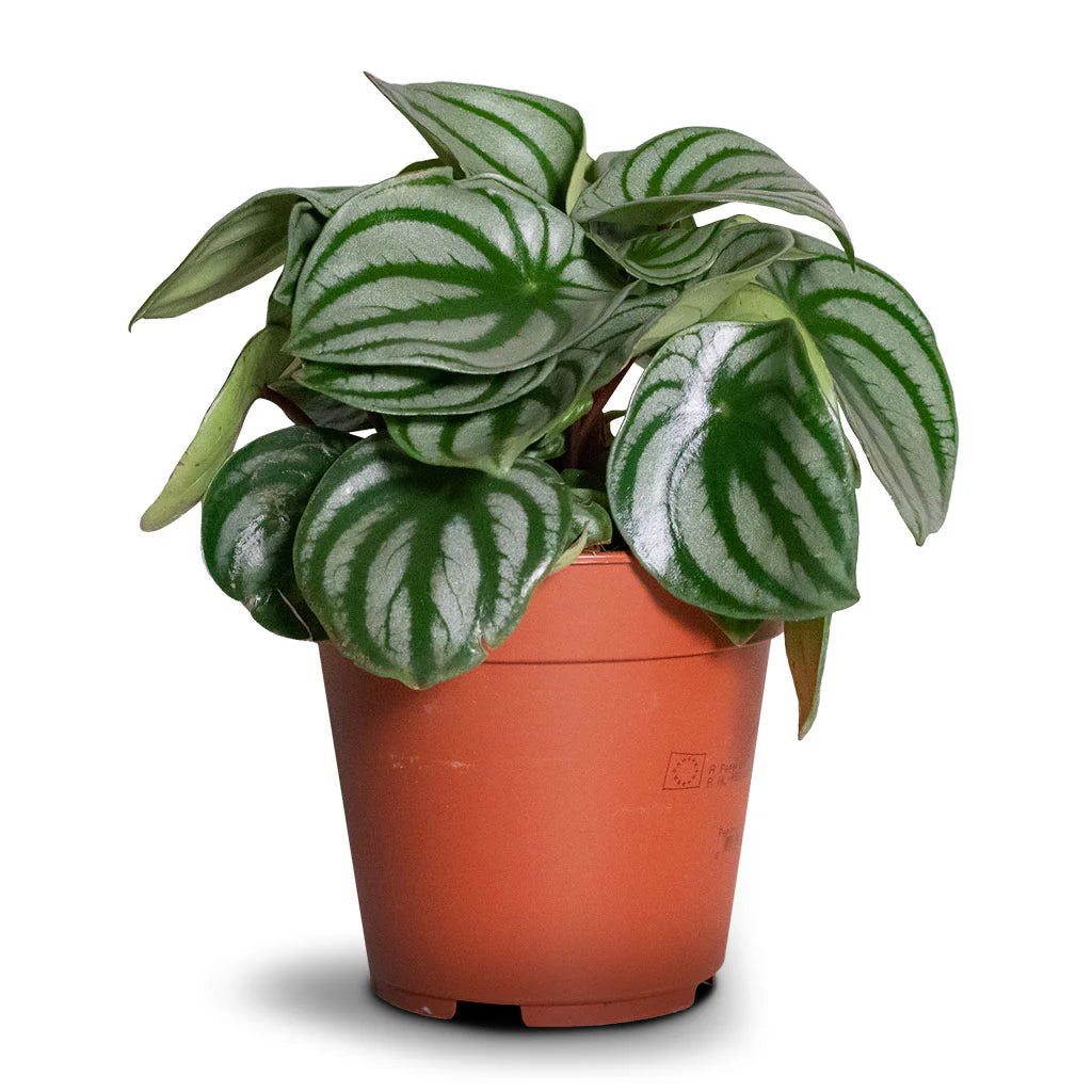 Πεπερόμια – Peperomia argyreia