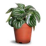 Πεπερόμια – Peperomia argyreia