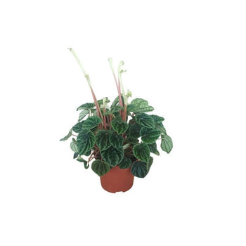 Πεπερόμια – Peperomia caperata “Lilian”