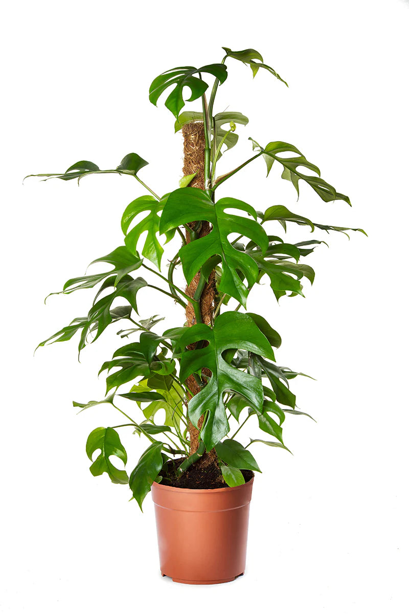 Φυλλόδεντρο - Philodendron Minima mosstok