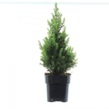 Πικέα - Picea Pungens 'glauca