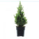 files/Picea-glauca-Perfecta-C2-zonder-etiket.jpg