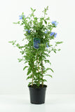 Πλουμπάγκο ή Μπλε Γιασεμί – Plumbago auriculata