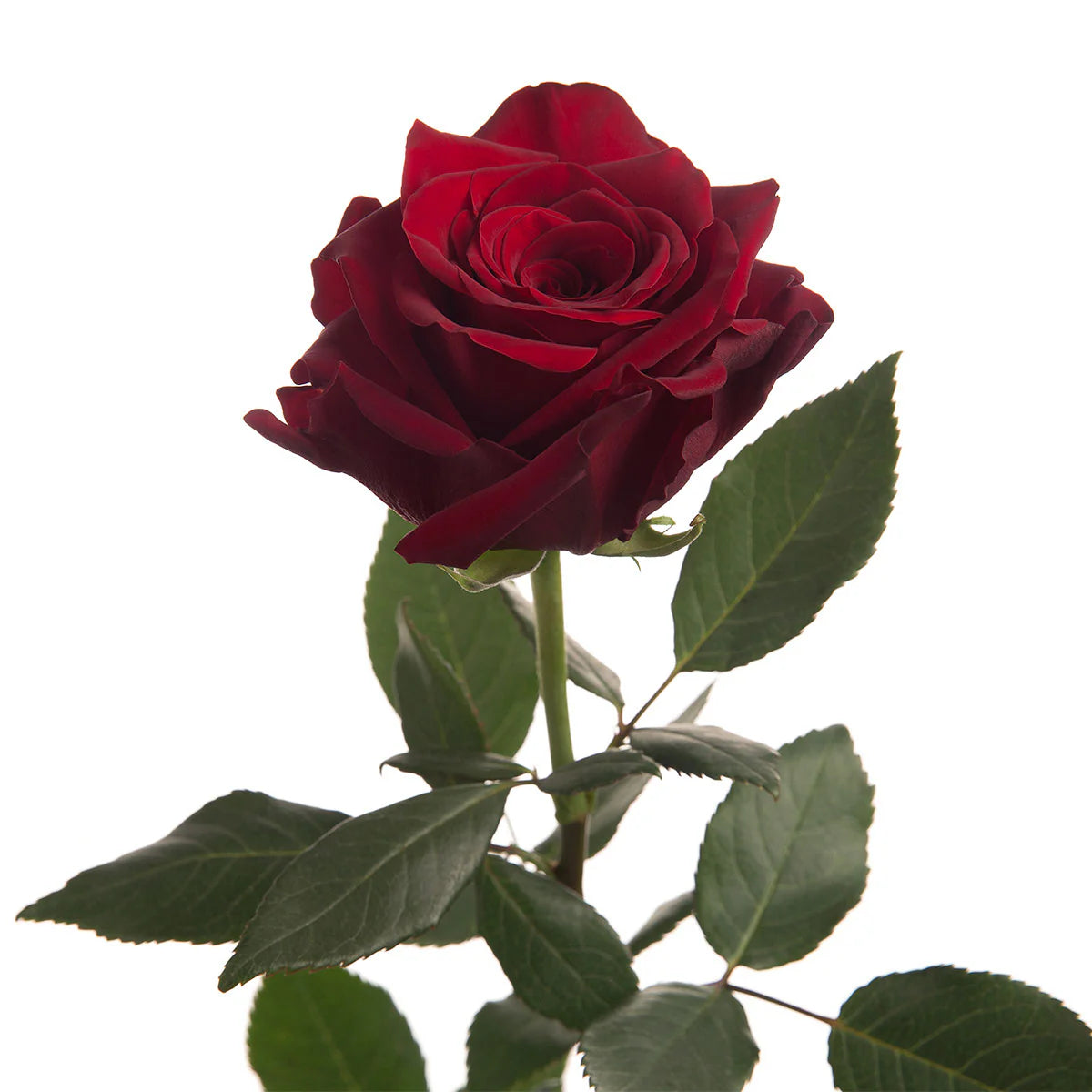 Red rose ecuador - Κόκκινο τριαντάφυλλο Ecuador