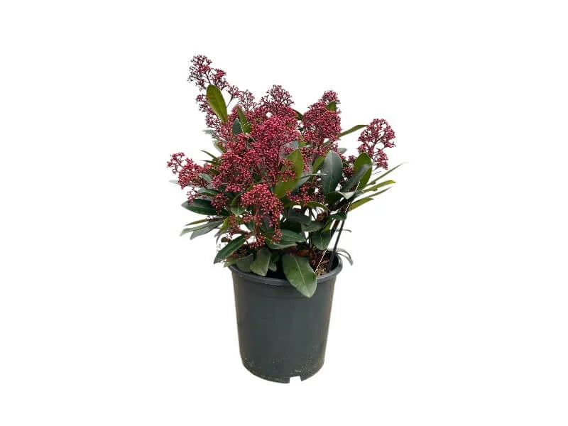 Σκίμμια - Skimmia Jap. 'Rubella'