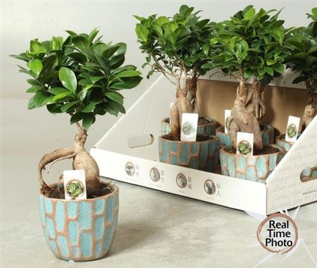 Ficus Mi Ginseng Ceramic