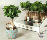 Ficus Mi Ginseng Ceramic