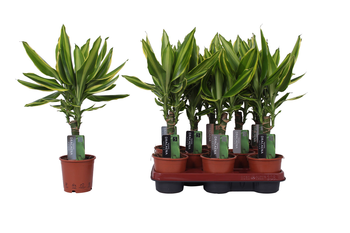 Δράκαινα - Dracaena fragrans Golden Queen