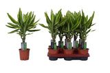 Δράκαινα - Dracaena fragrans Golden Queen