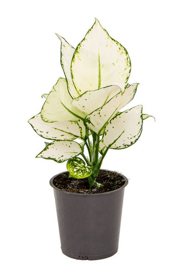 Αγλαόνημα - Aglaonema 'white Joy'