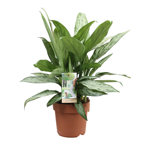 Αγλαόνημα – Aglaonema ‘Silver Queen’