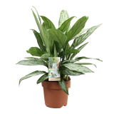 Αγλαόνημα – Aglaonema ‘Silver Queen’