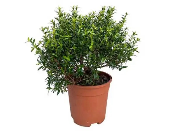 Μυρτιά - Myrtus communis