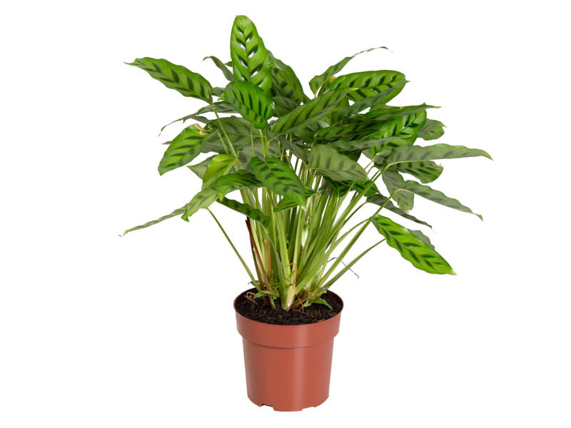 Καλαθέα – Calathea leopardina