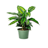 Καλαθέα - Calathea beauty star