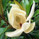 Μαγνόλια - Magnolia grandiflora