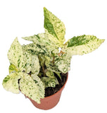 Pellionia repens Variegata