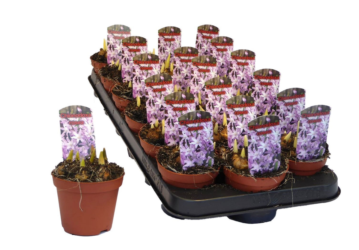 Chionodoxa Sneeuwroem Rosea Lila