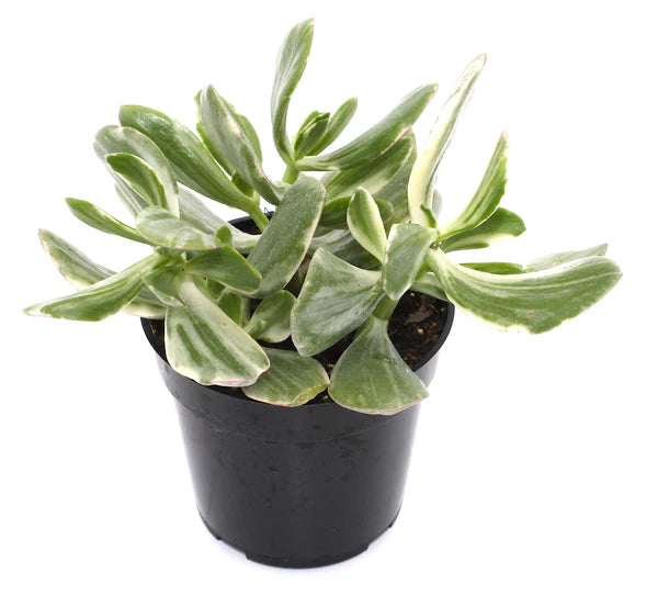 Κρασούλα - Crassula Ovata Variegata