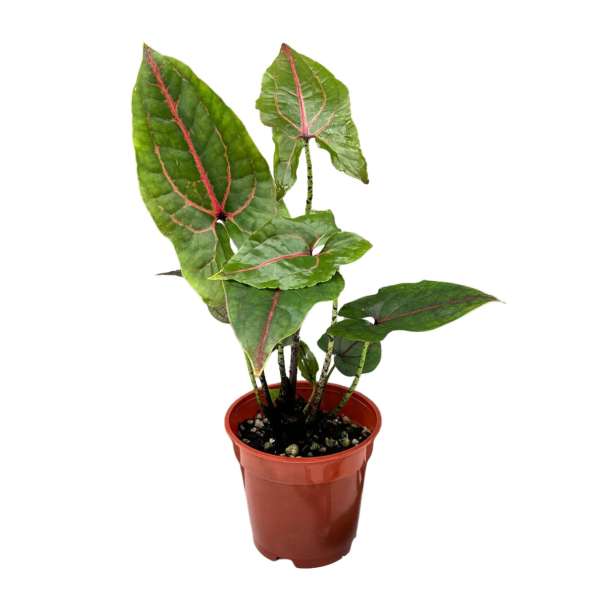 Αλοκάσια Κυρτόσπερμα - Alocasia Cyrtosperma Johnstonii